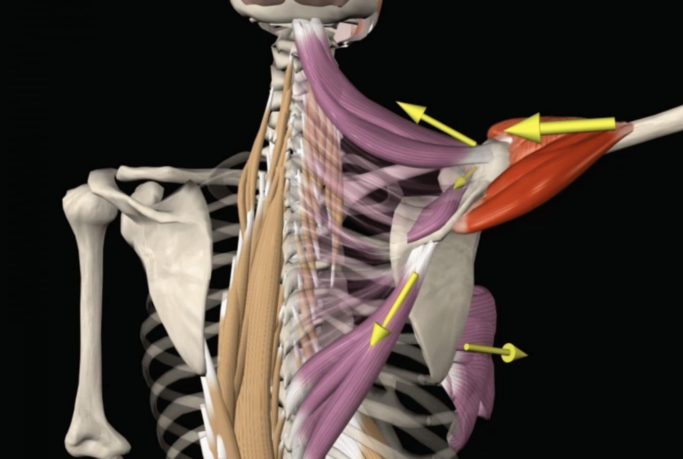 ميكانيكية إصابات حزام الكتف